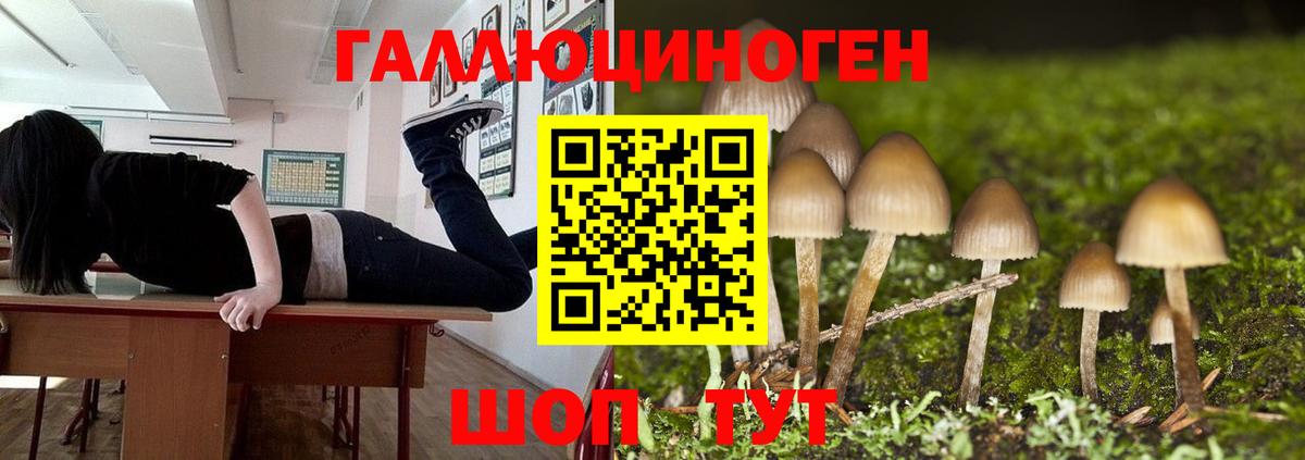 Галлюциногенные грибы Psilocybine cubensis Алатырь